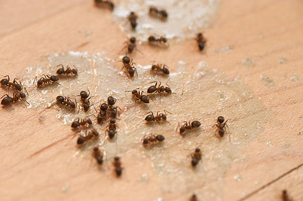 Best Termite Control Services  in North Oaks, MN